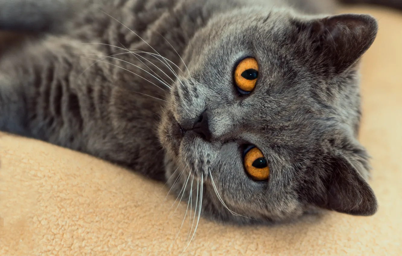 Photo wallpaper cat, cat, look, face, close-up, grey, background, portrait