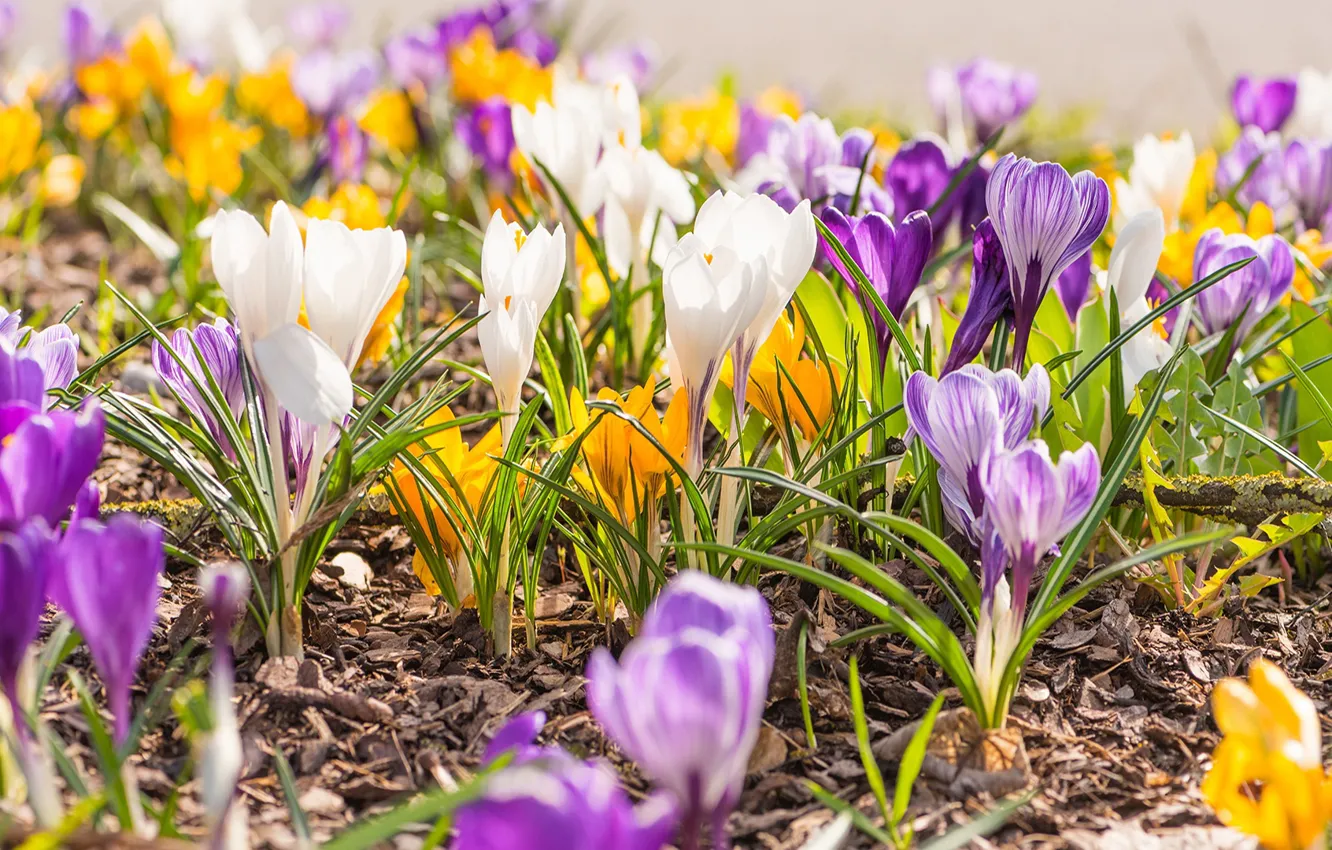 Photo wallpaper glade, spring, yellow, crocuses, white, different, lilac