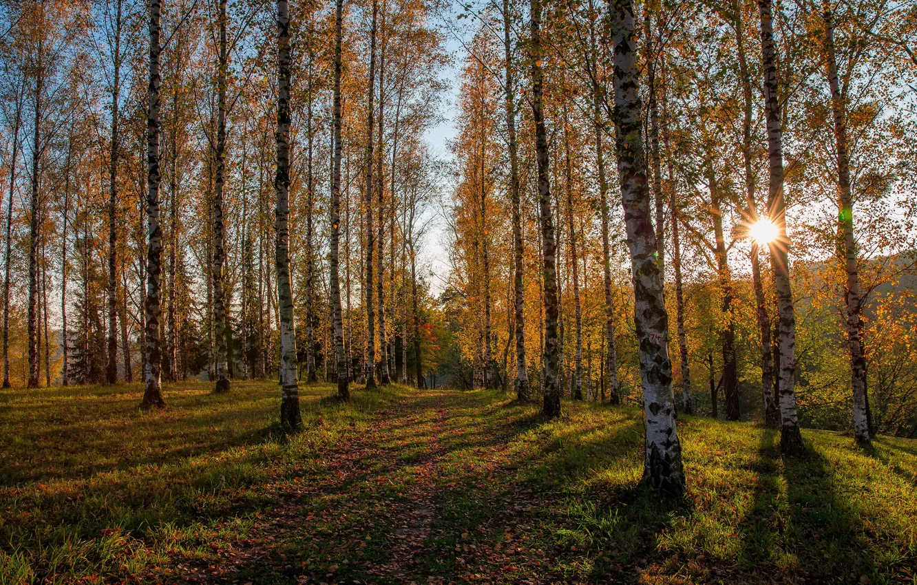 Photo wallpaper road, autumn, forest, birch, birch grove
