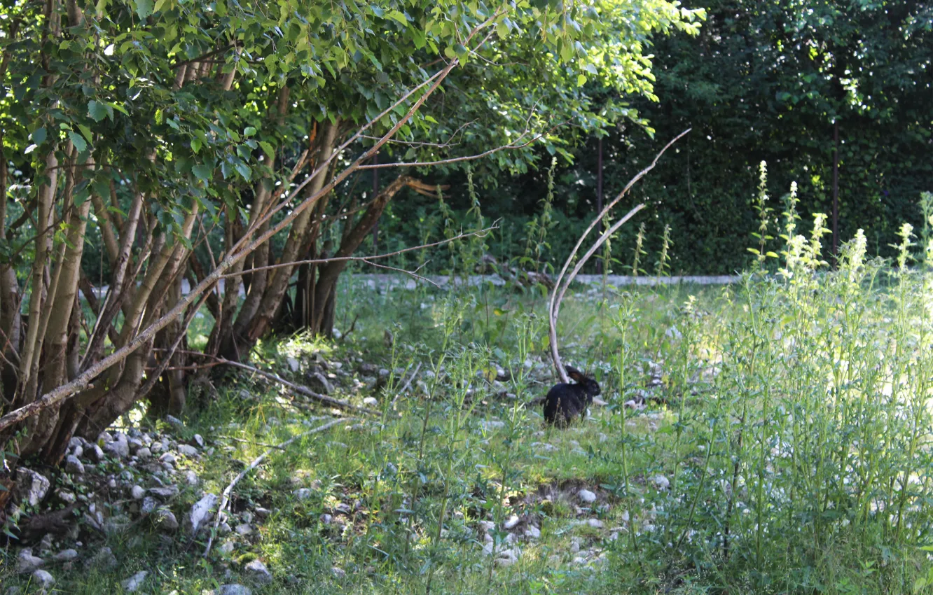 Photo wallpaper forest, rabbit, reserve