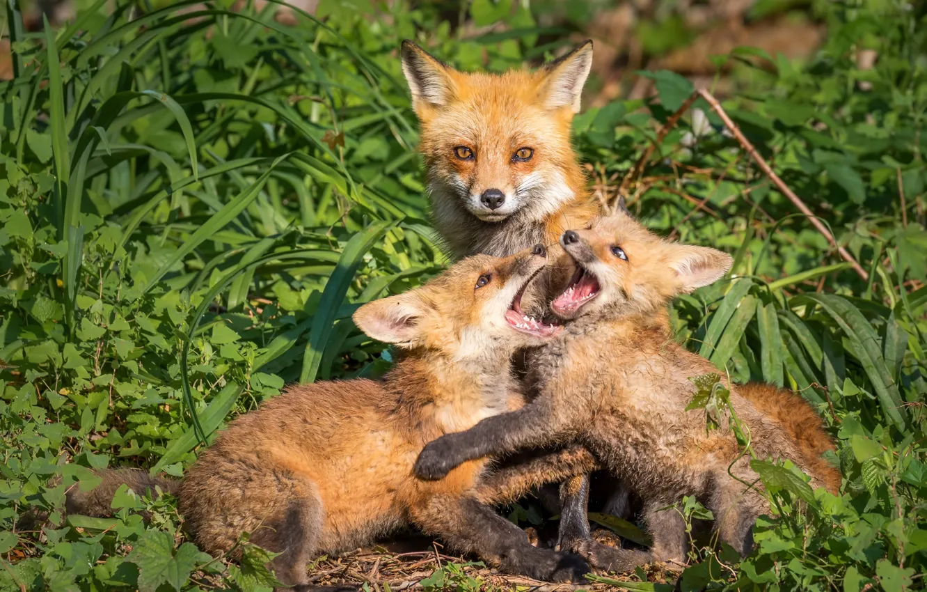 Photo wallpaper grass, Fox, Fox