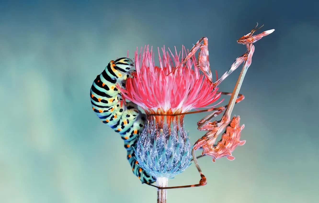 Photo wallpaper flower, macro, insects, caterpillar