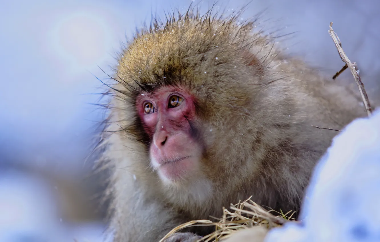 Photo wallpaper face, snow, wool, Japanese macaques