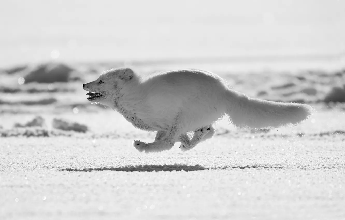 Photo wallpaper snow, running, Fox