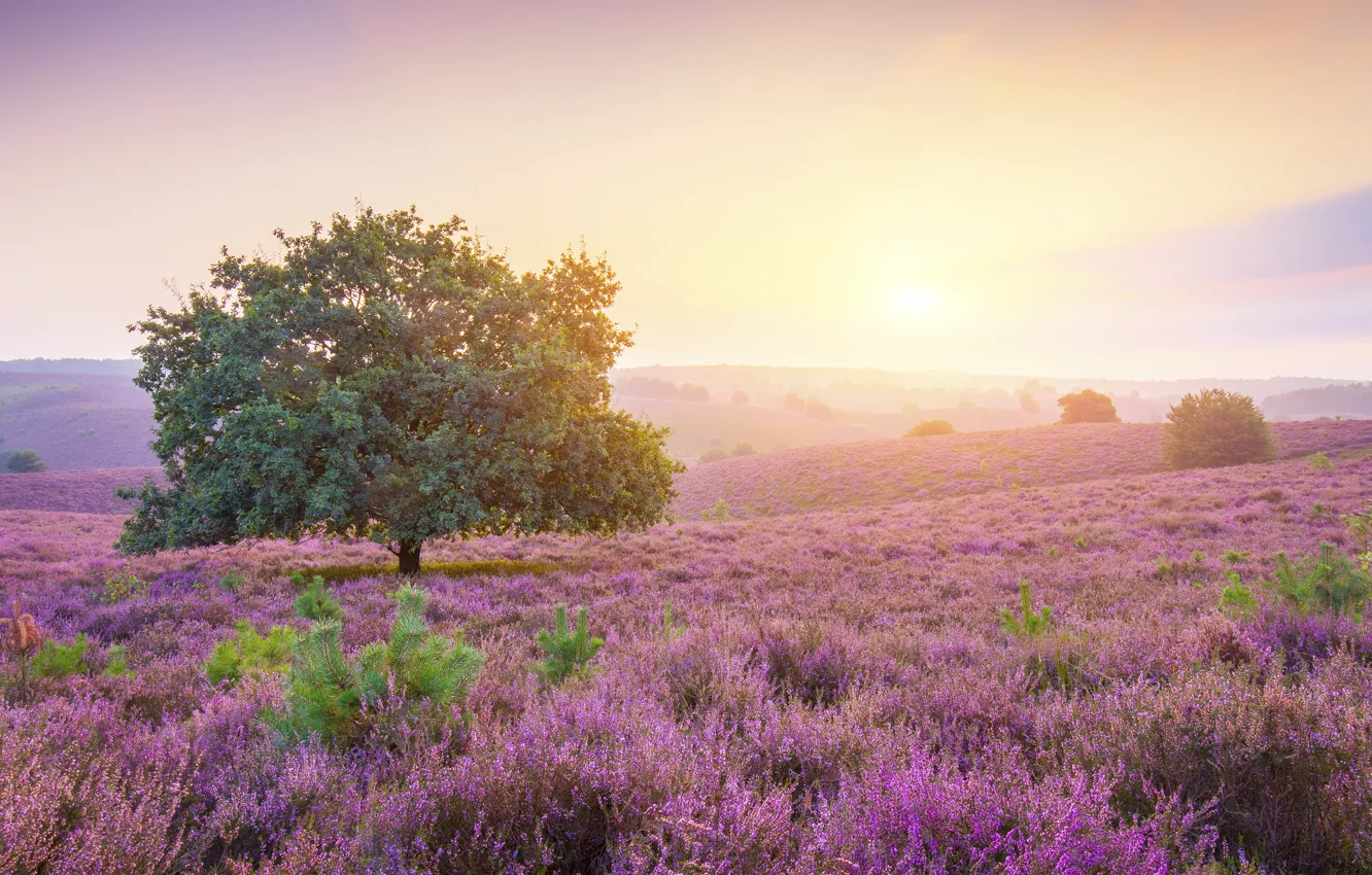 Photo wallpaper sunrise, Netherlands, Posbank
