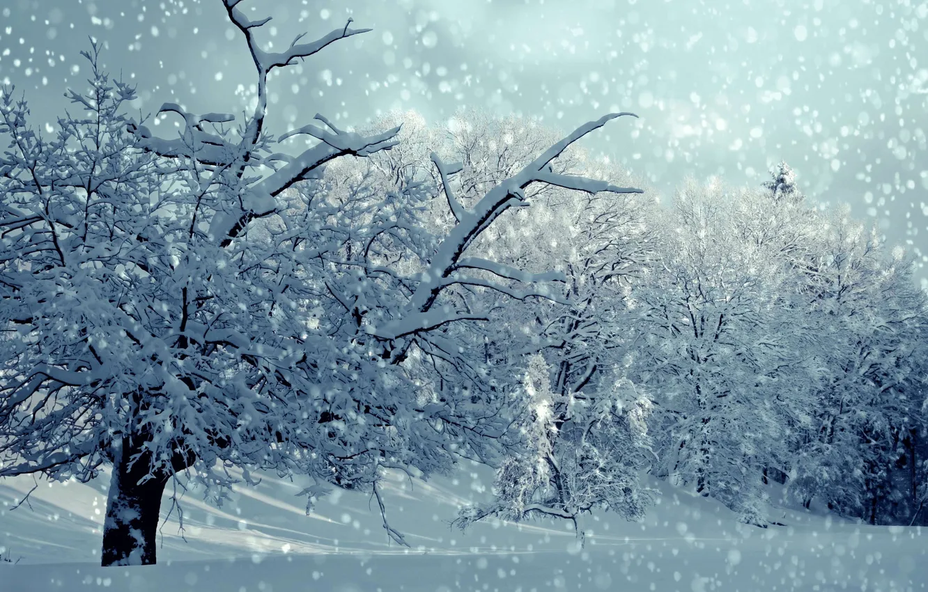 Photo wallpaper winter, forest, the sky, snow, trees, nature, the snow, snowfall