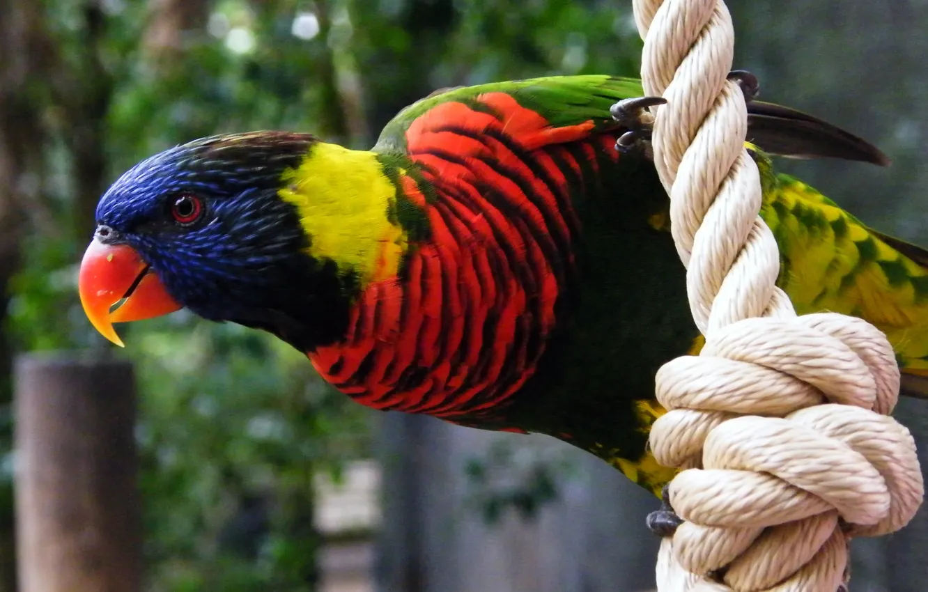 Photo wallpaper bird, feathers, beak, parrot, rope, rope, colors, painting