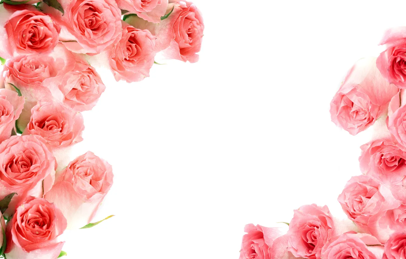 Photo wallpaper roses, pink, flowers, roses, pink roses