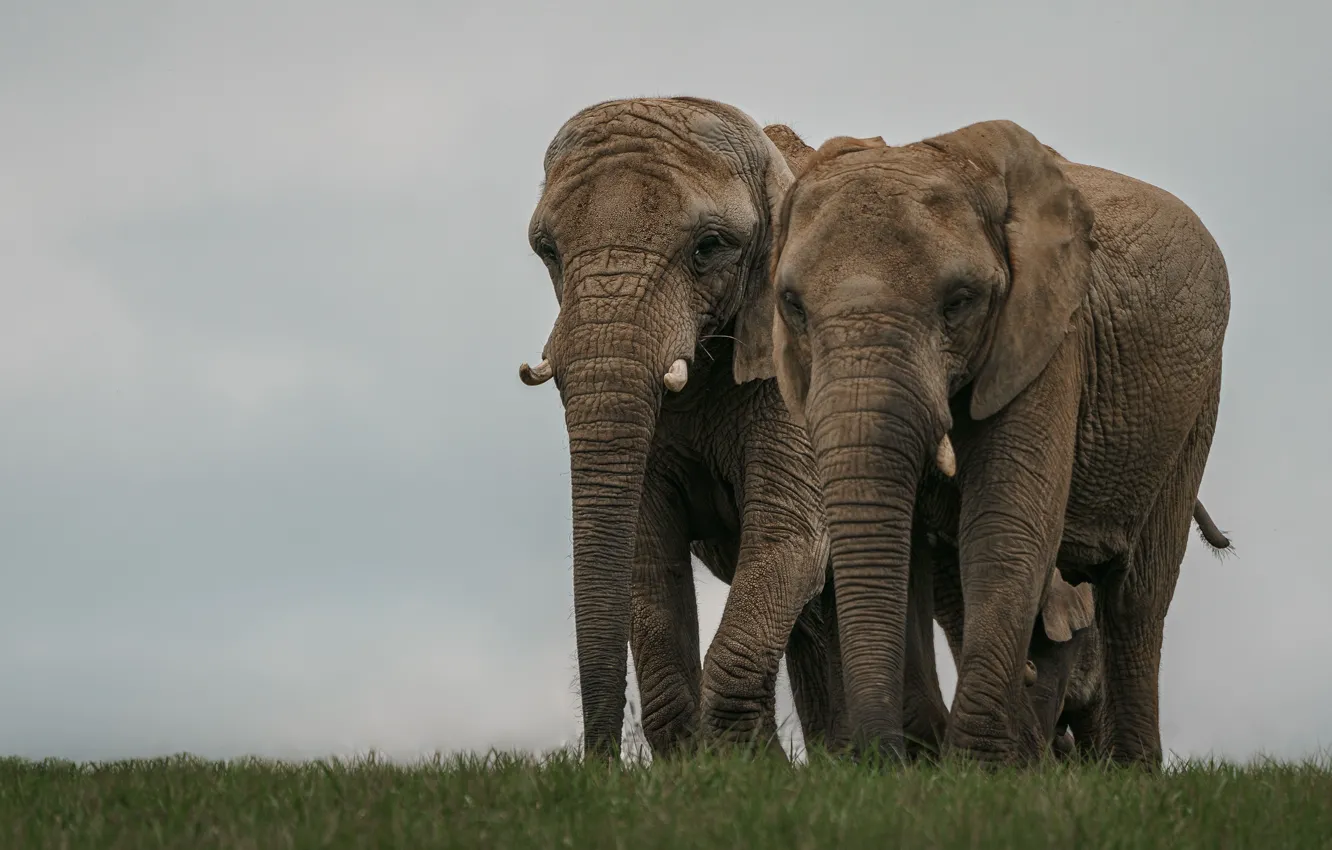 Photo wallpaper field, the sky, grass, elephant, family, pair