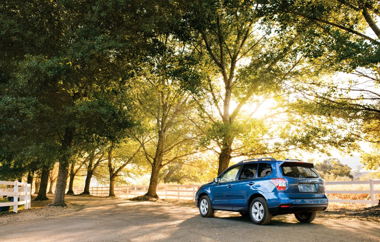 Photo wallpaper trees, Park, blue, Subaru, Forester