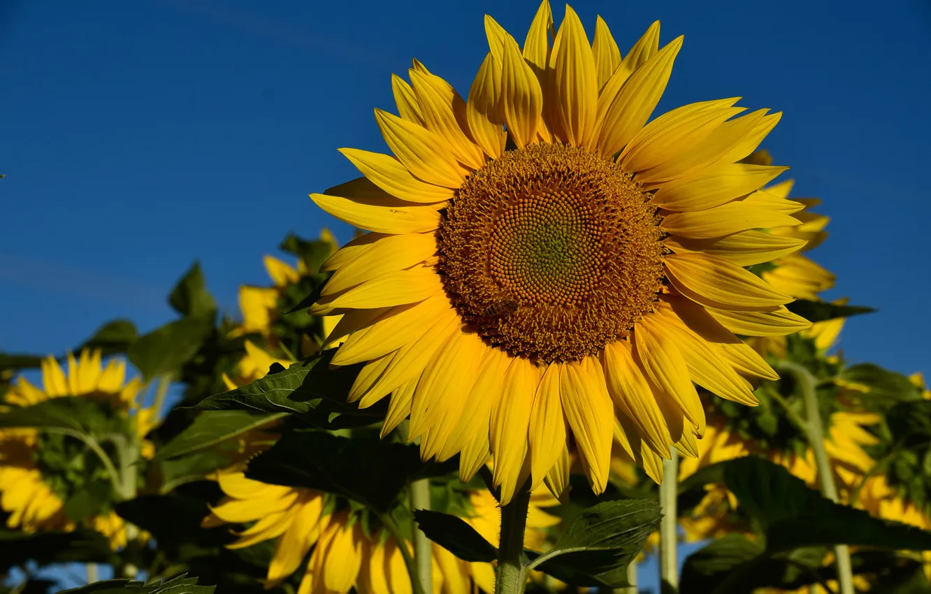Photo wallpaper the sky, sunflowers, flowers