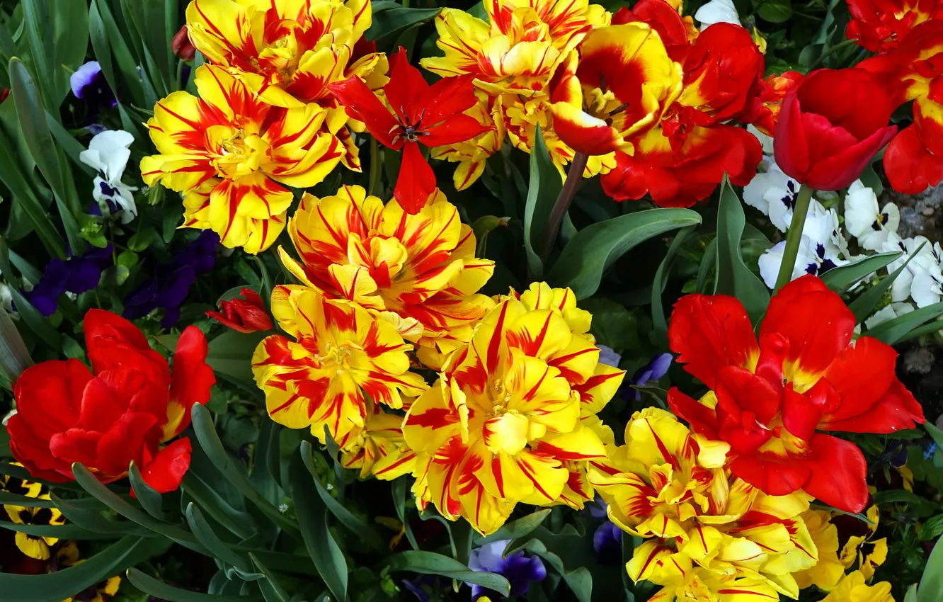 Photo wallpaper flowers, orange, yellow, red, bright, spring, tulips, Pansy