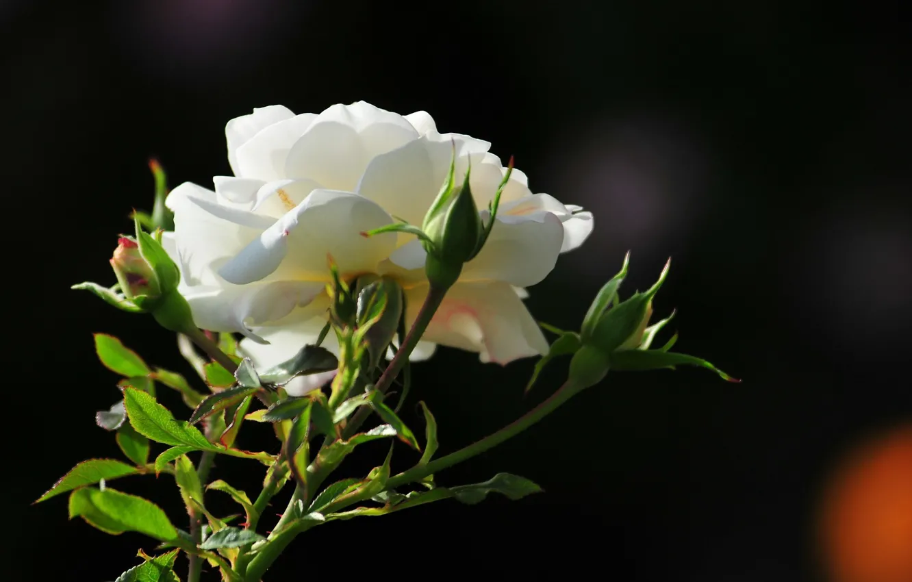 Photo wallpaper flower, photo, rose, morning