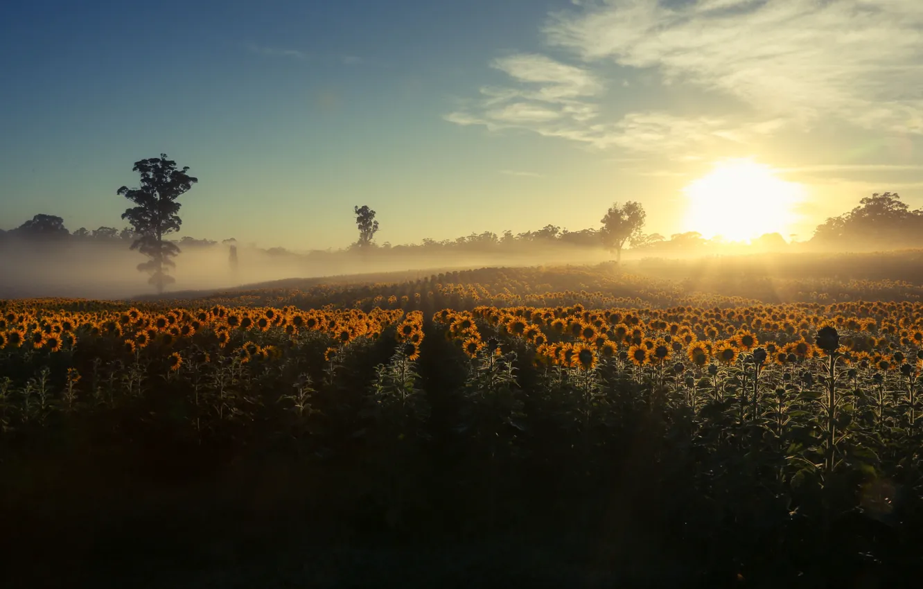 Photo wallpaper sunflowers, fog, morning