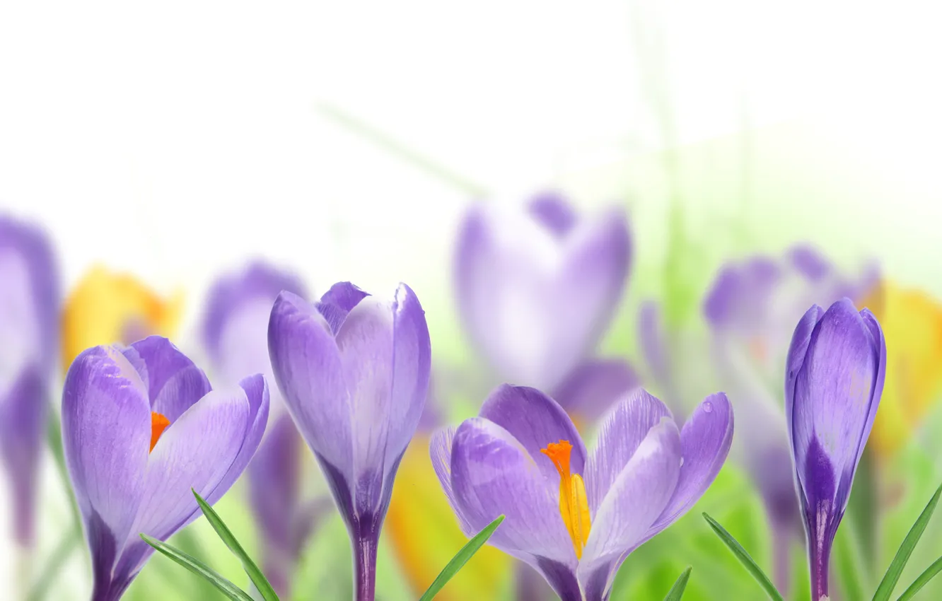 Photo wallpaper leaves, spring, crocuses, white background, lilac