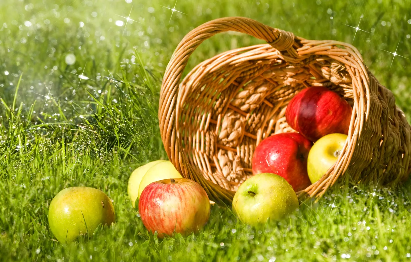 Photo wallpaper grass, drops, red, green, Rosa, glare, basket, apples