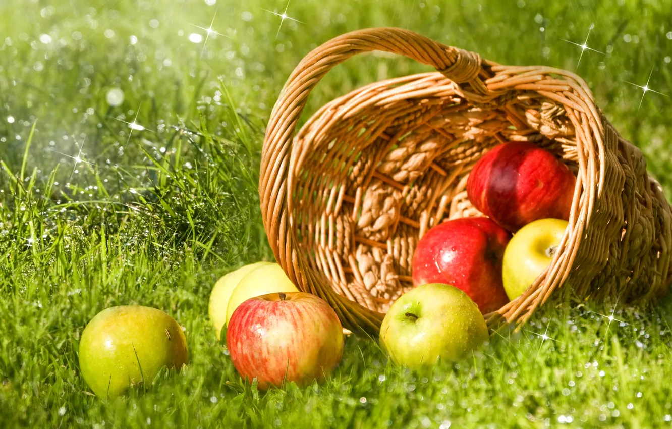 Photo wallpaper grass, drops, Rosa, glare, basket, apples, green, red