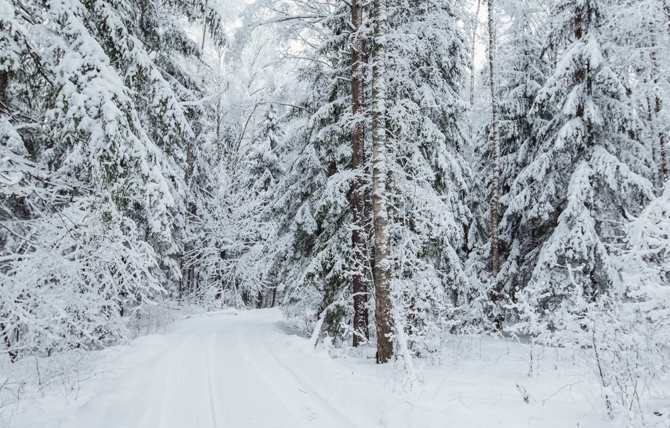 Photo wallpaper winter, road, forest, snow, landscape, overcast, snowfall, winter forest