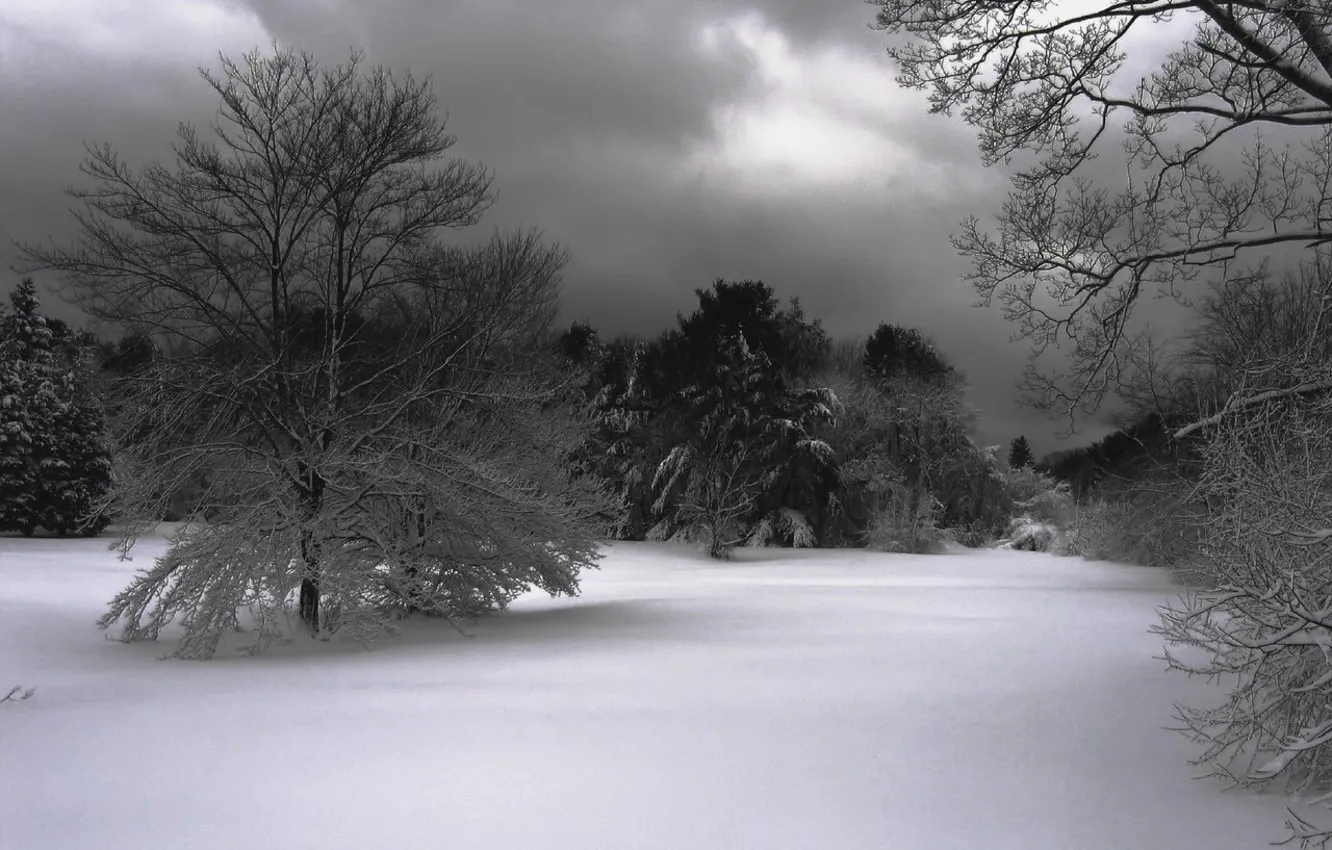 Photo wallpaper snow, trees, Winter