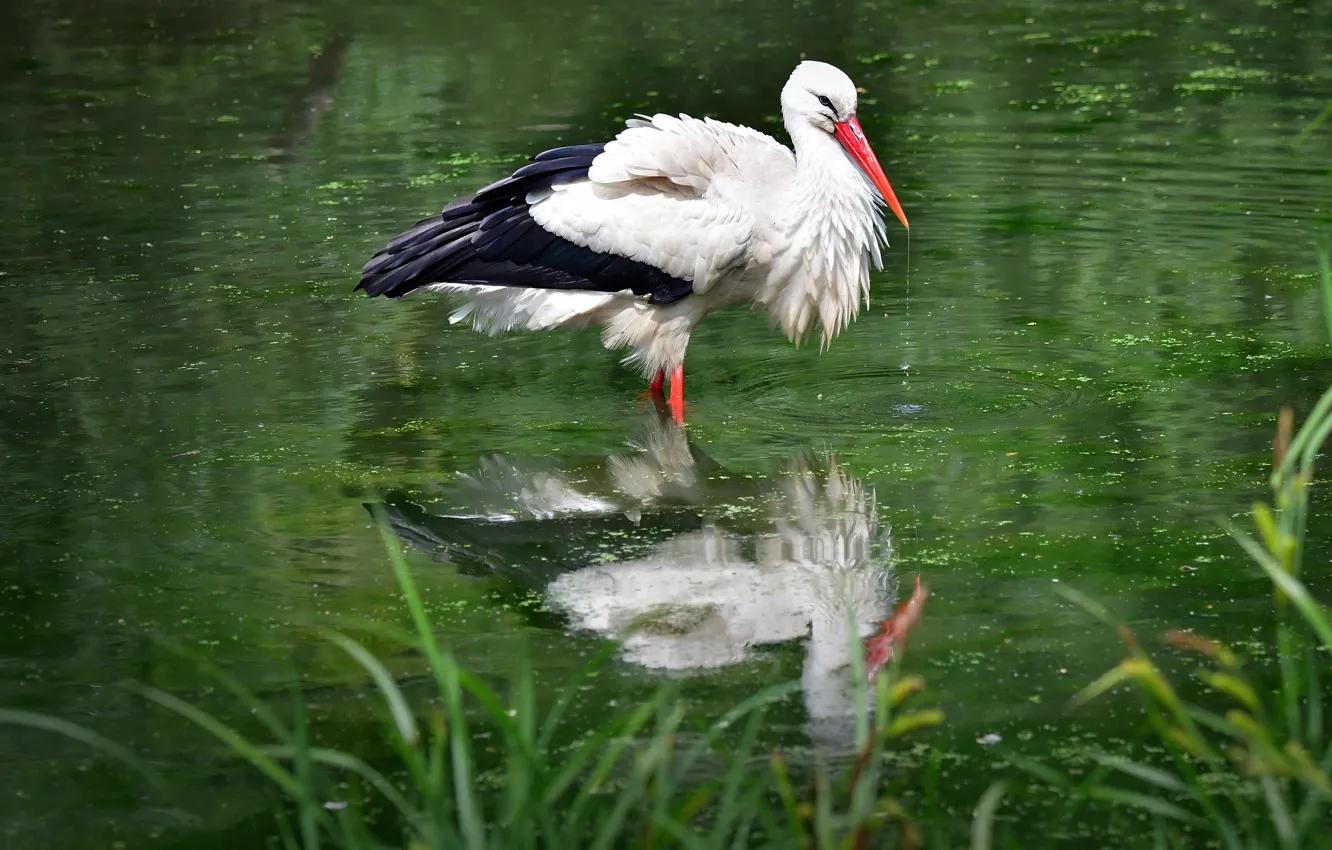 Photo wallpaper reflection, stork, pond