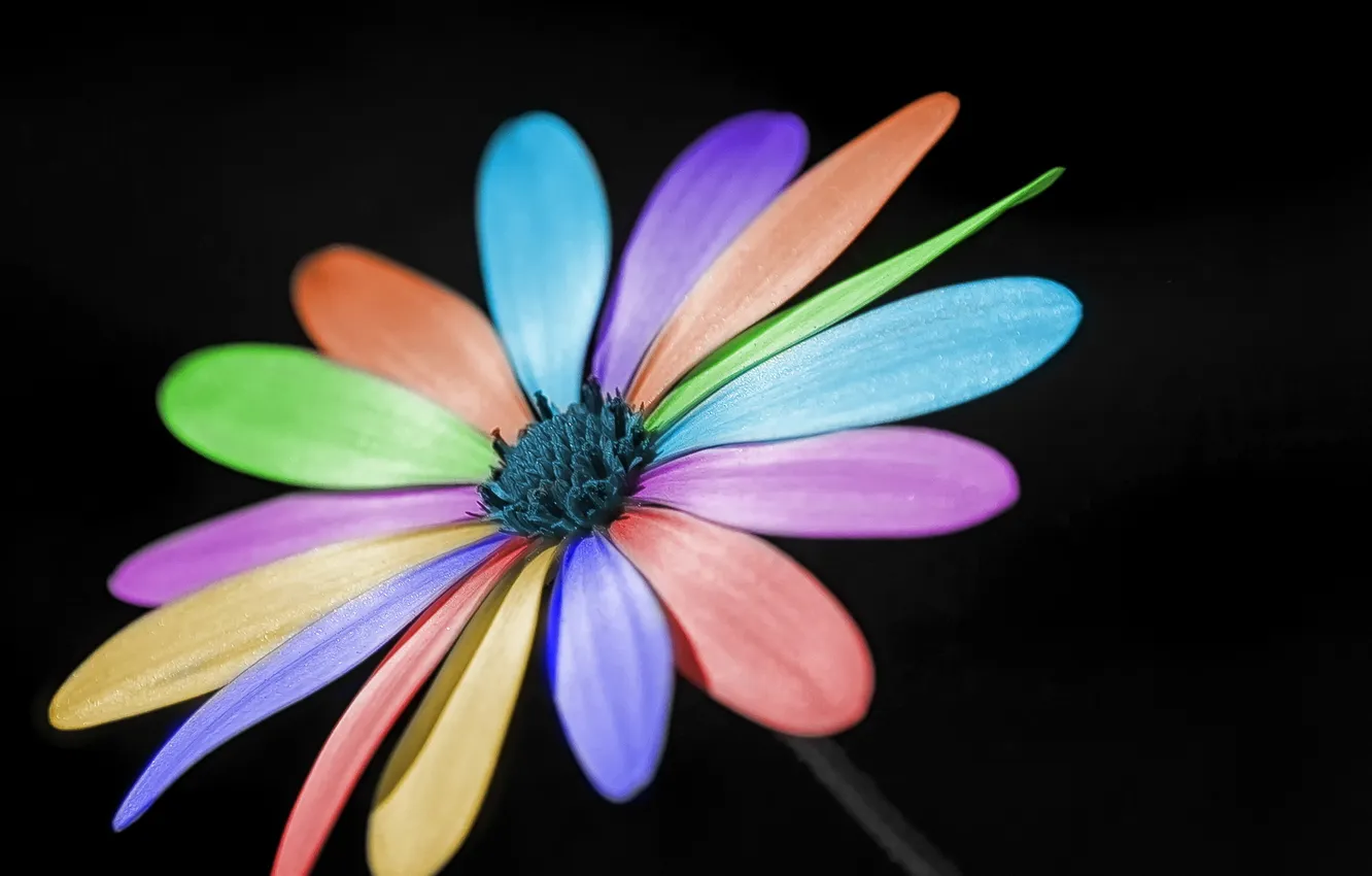 Photo wallpaper macro, flowers, color