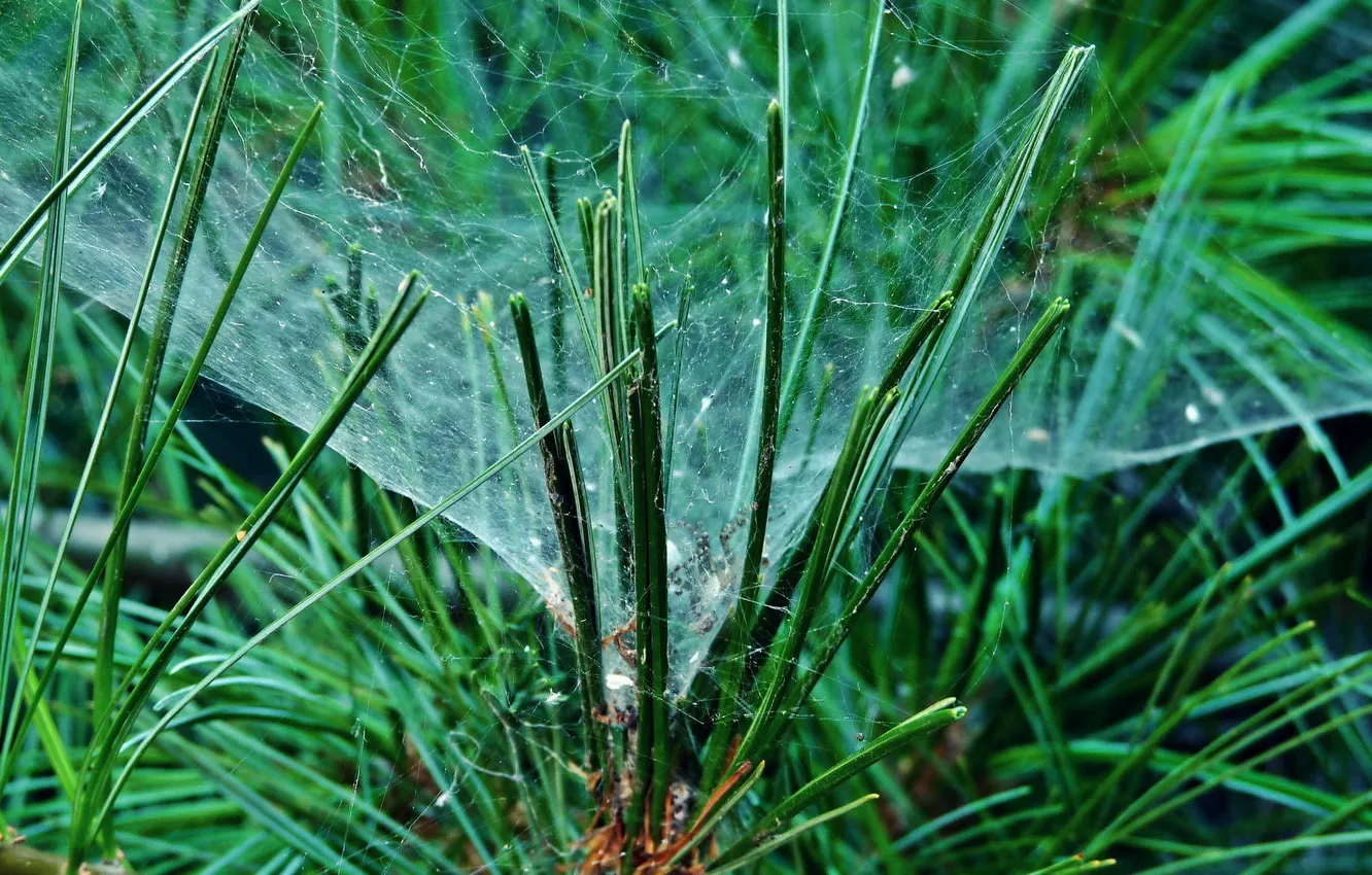 Photo wallpaper web, needles, pine