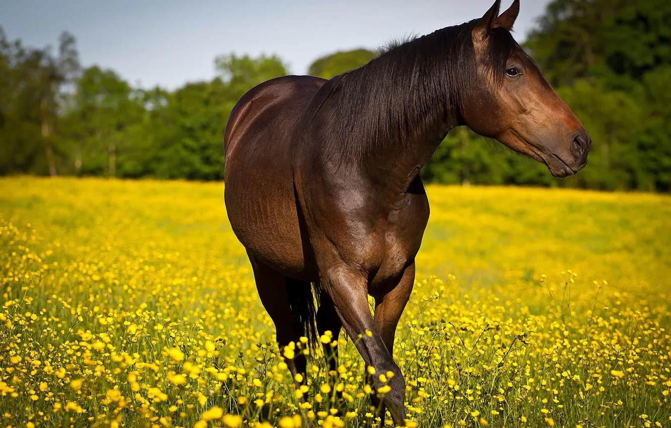 Photo wallpaper summer, nature, horse