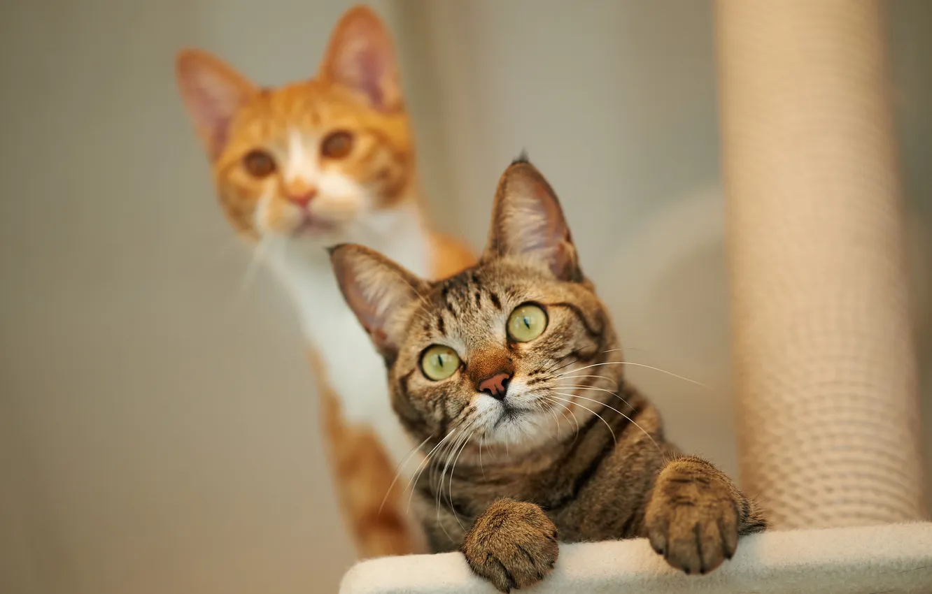 Photo wallpaper cat, look, cats