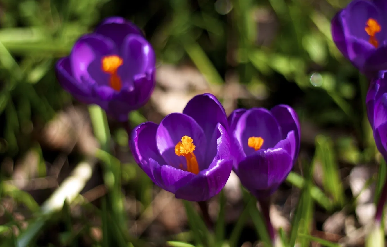 Photo wallpaper flowers, petals, crocuses
