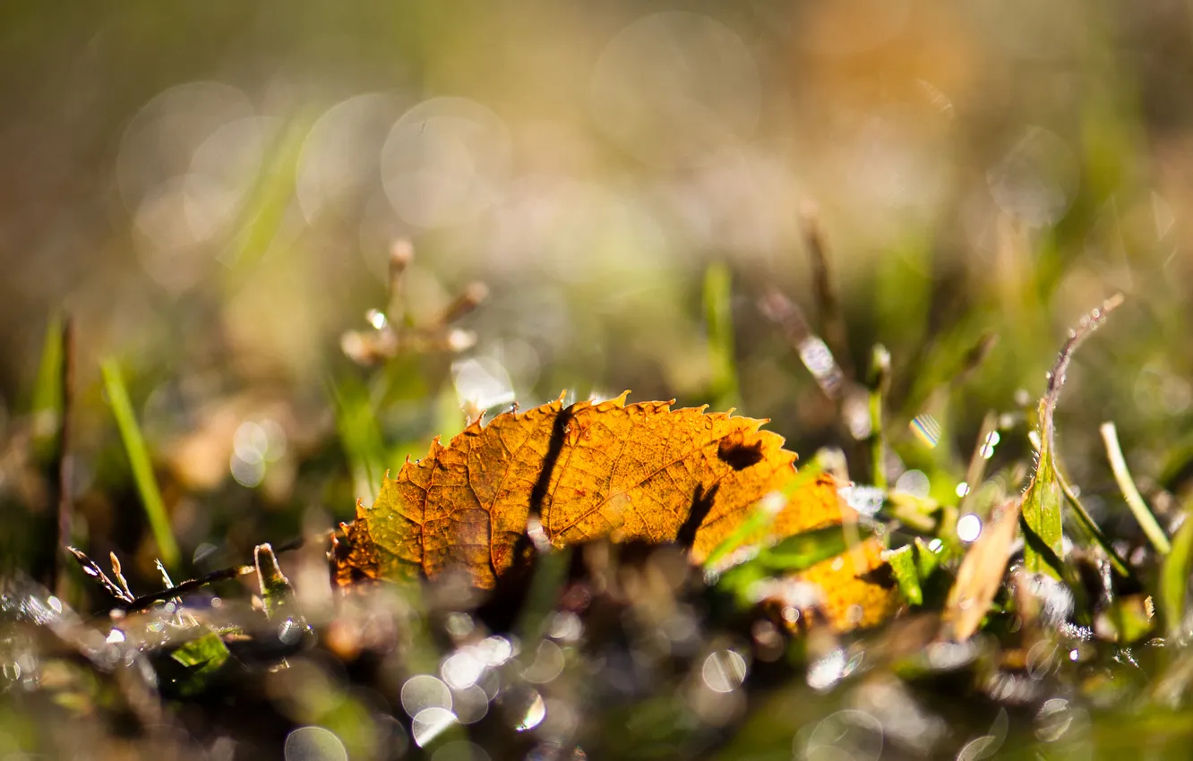 Photo wallpaper grass, leaves, macro, glare