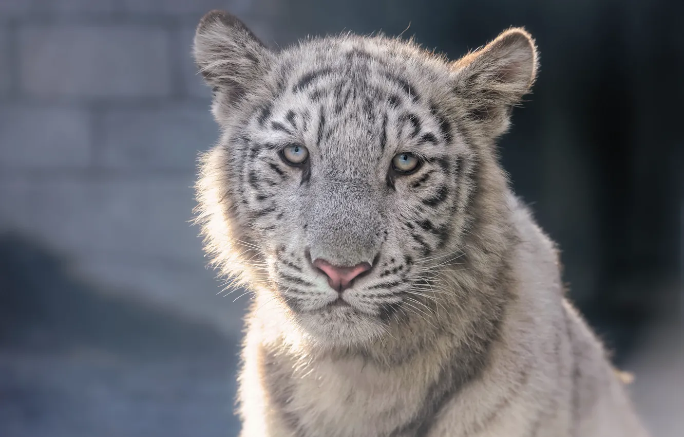 Photo wallpaper face, cub, kitty, white tiger, tiger