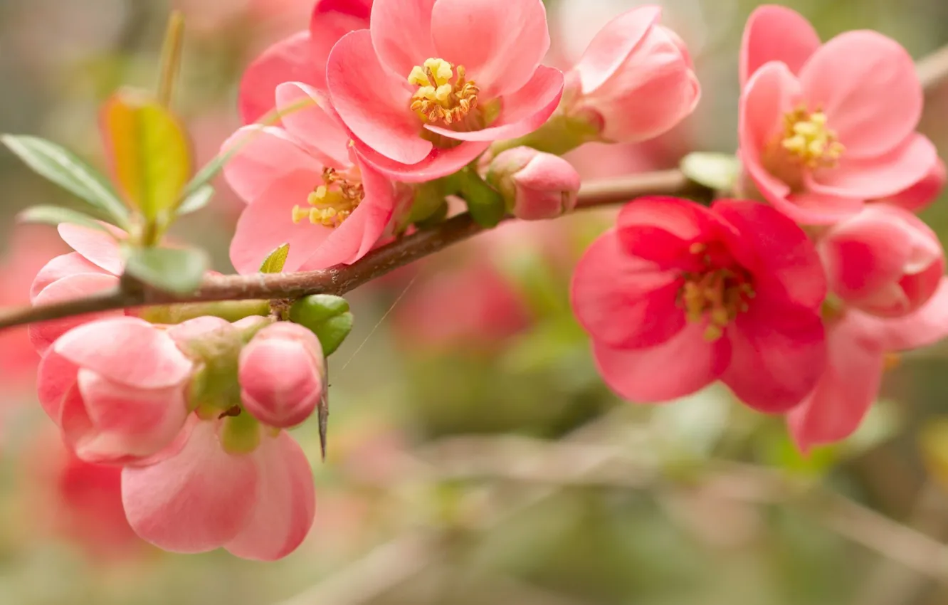 Photo wallpaper macro, flowers, branch, spring, petals, red, pink, flowering