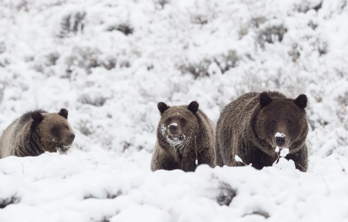 Photo wallpaper winter, snow, bears, Grizzly, Trinity, the three bears
