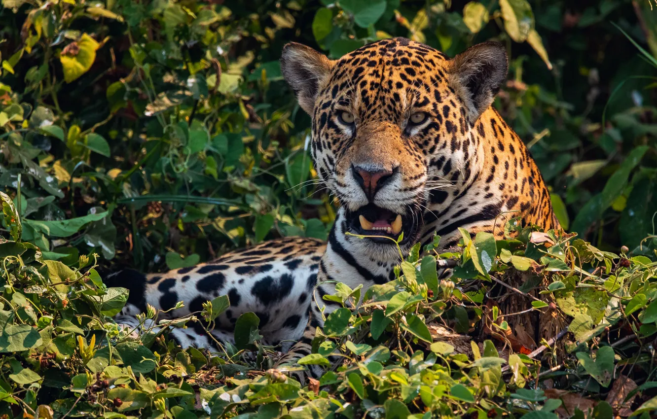 Photo wallpaper look, face, vegetation, predator, Jaguar, wild cat