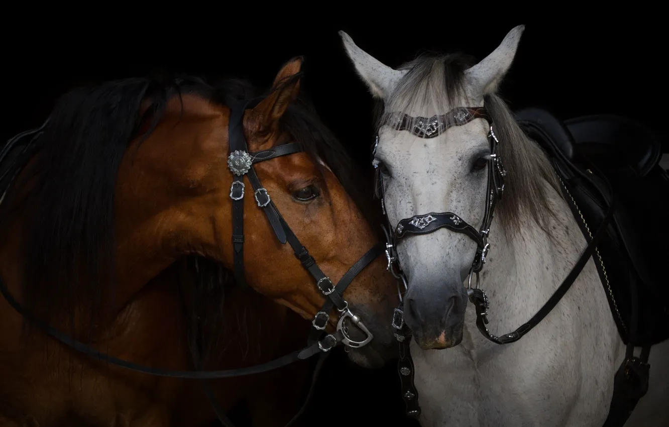 Photo wallpaper face, grey, horses, horse, pair, chestnut, the dark background, harness