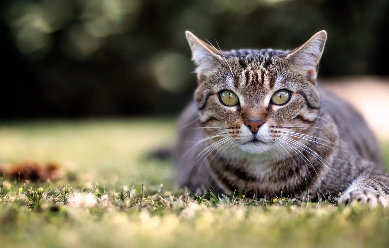 Photo wallpaper cat, grass, cat, look, face, nature, grey, background