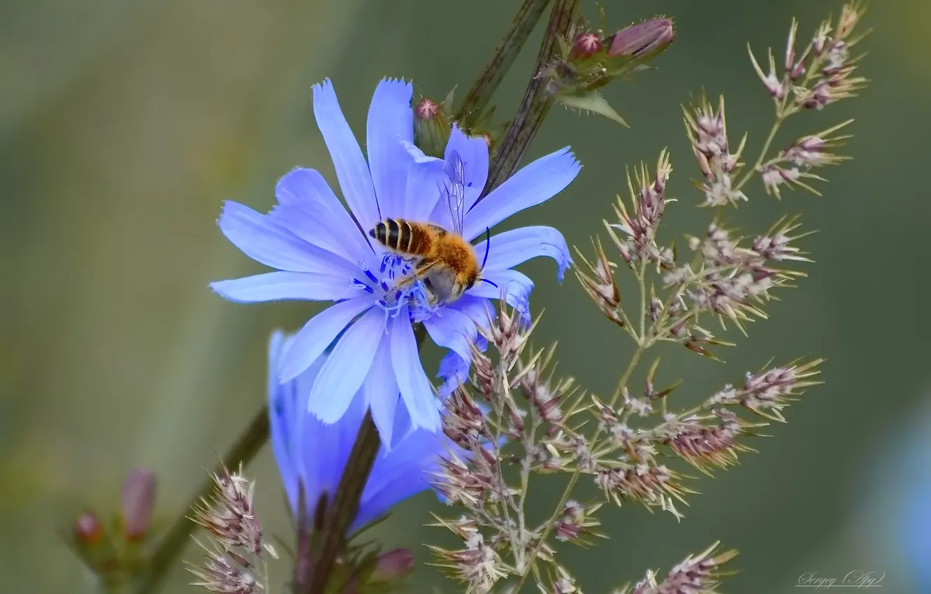 Photo wallpaper summer, macro, flowers, nature, bee