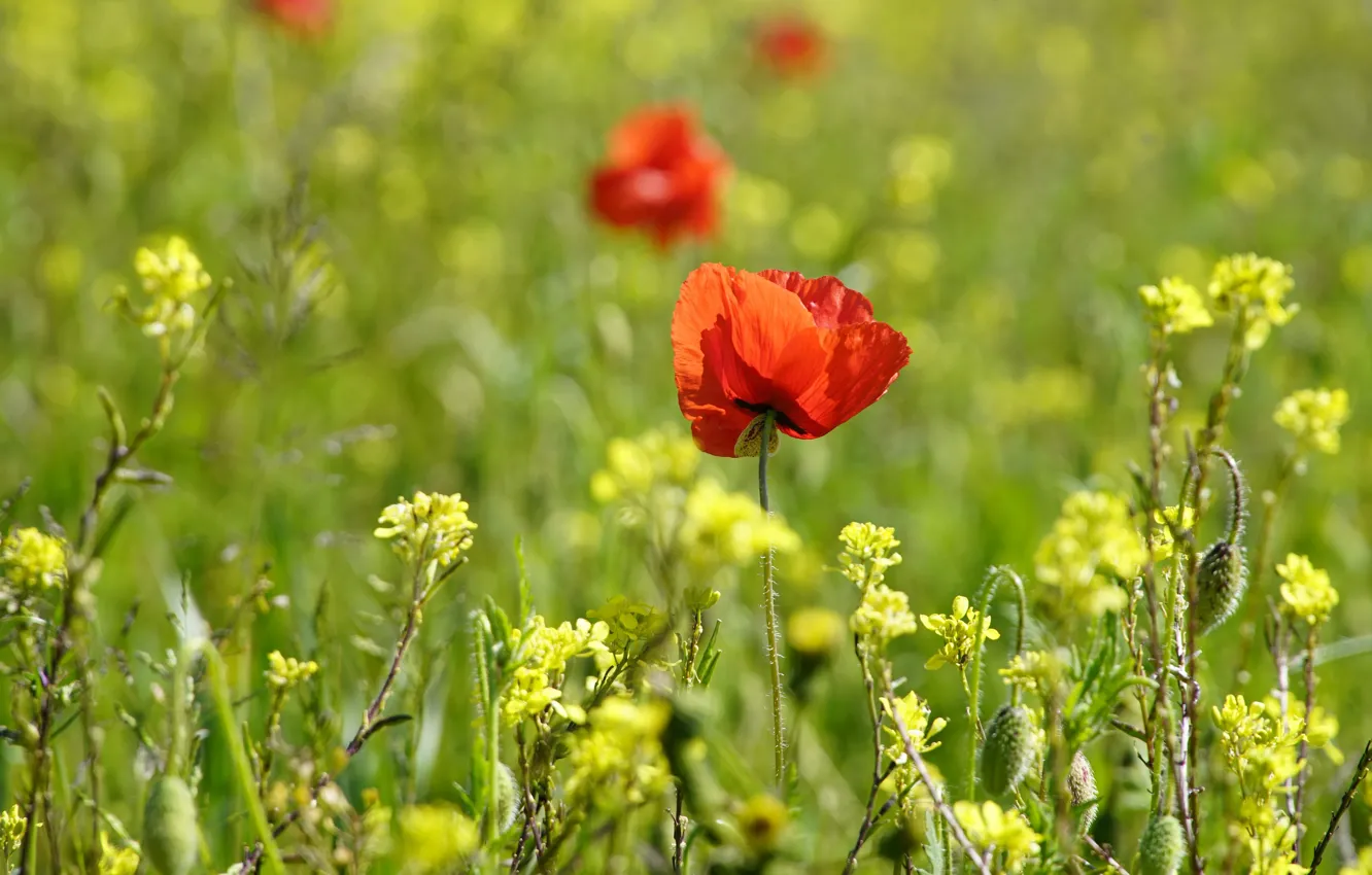 Photo wallpaper flowers, Mac, Maki, rape