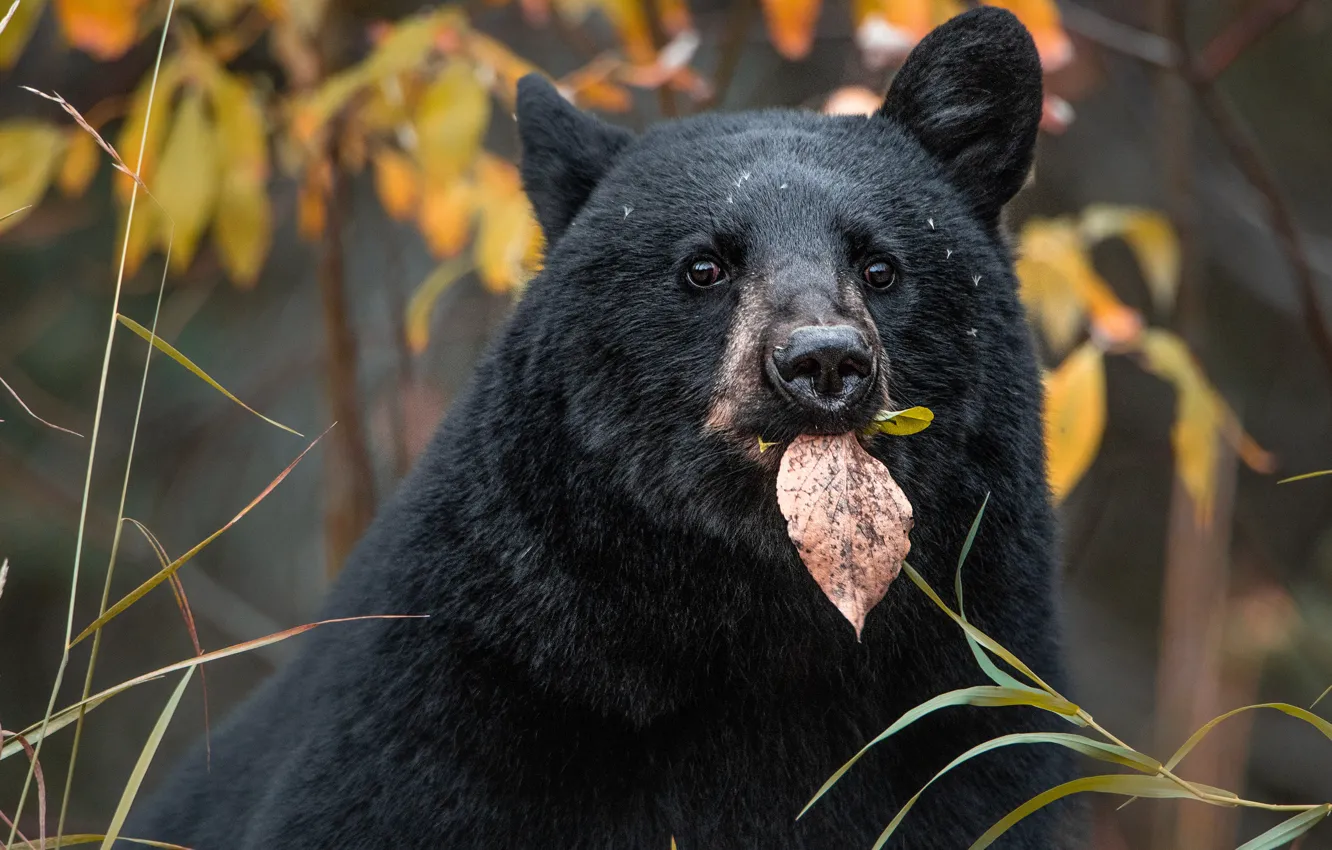 Photo wallpaper autumn, grass, look, face, leaves, branches, the dark background, black