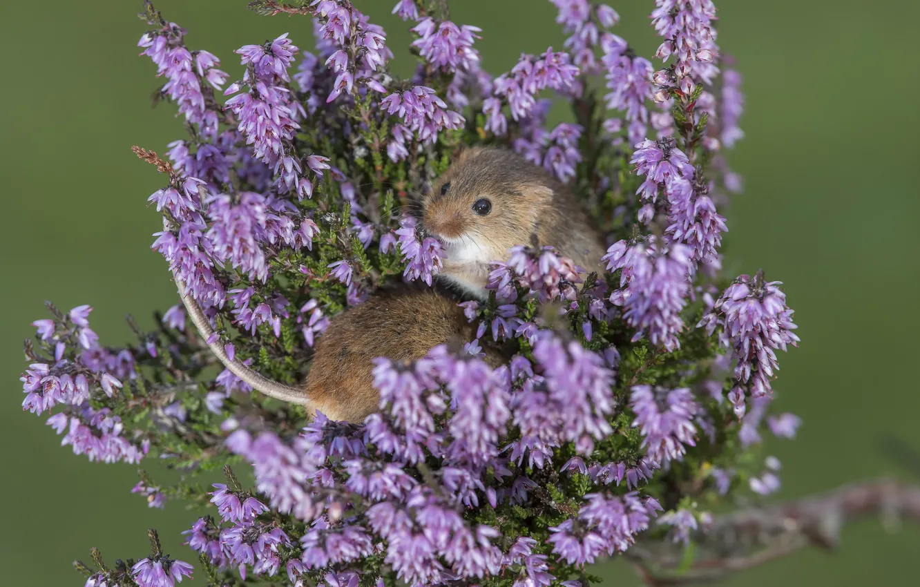 Photo wallpaper flowers, mouse, Heather, baby