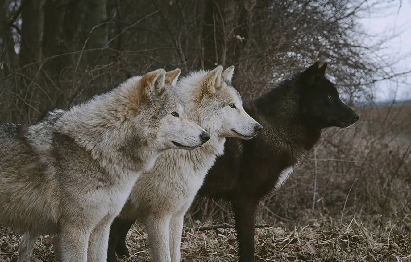 Photo wallpaper Predator, nature, snow, face, animal, wolf, canis lupus, wildlife