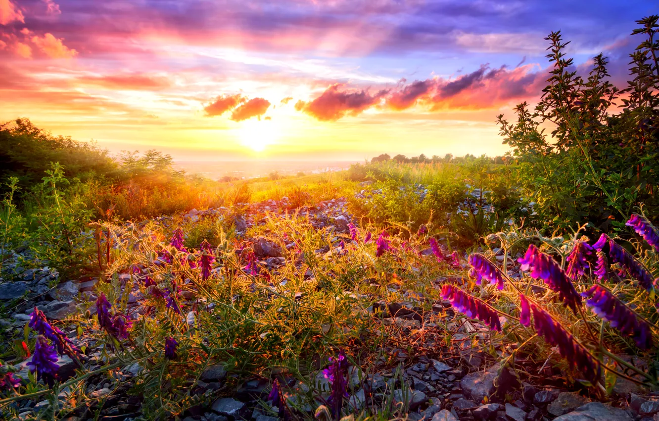 Photo wallpaper the sky, clouds, the bleeding heart, Rassvet