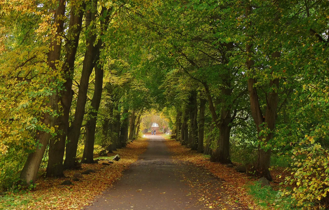 Photo wallpaper trees, Autumn, track, trees, autumn, path