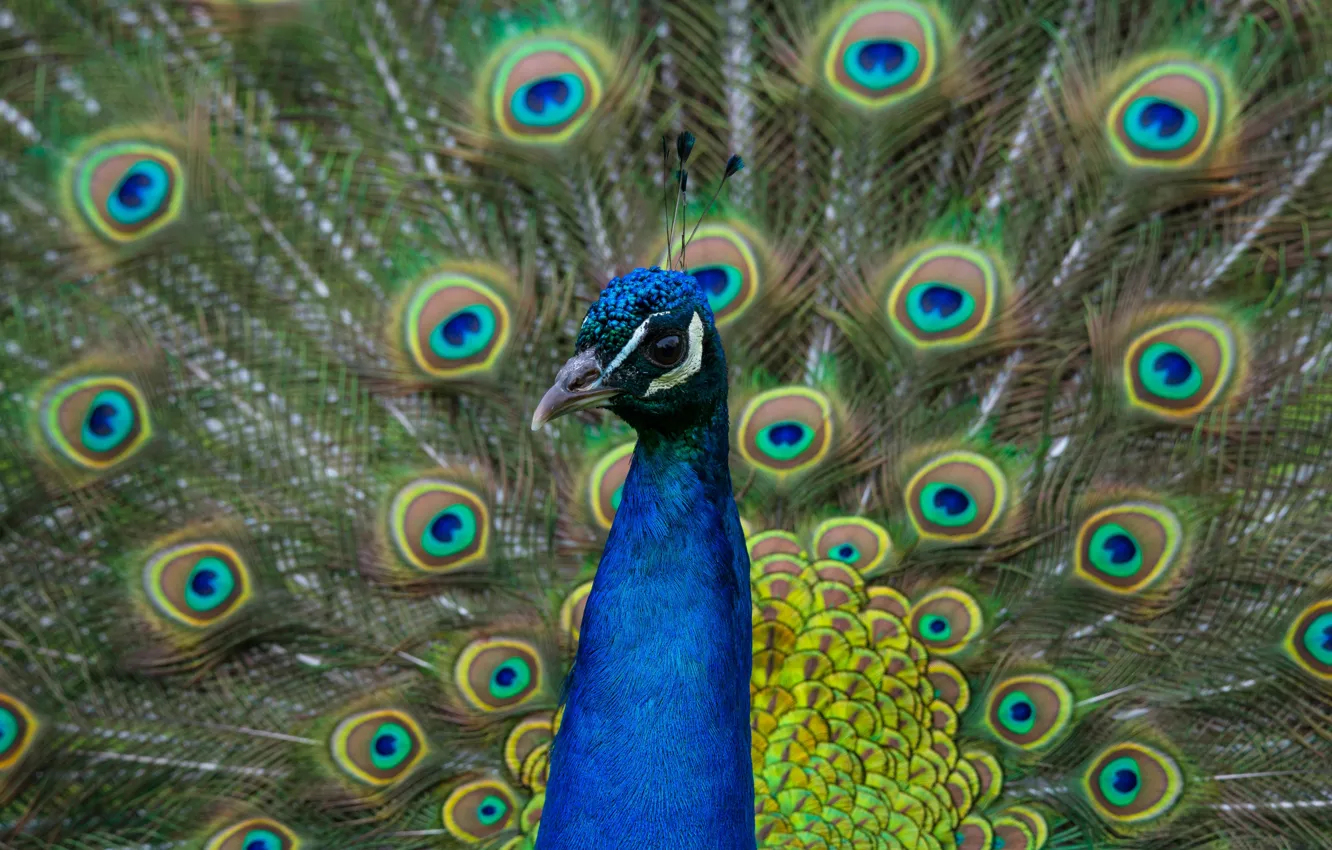 Photo wallpaper look, bird, portrait, tail, peacock