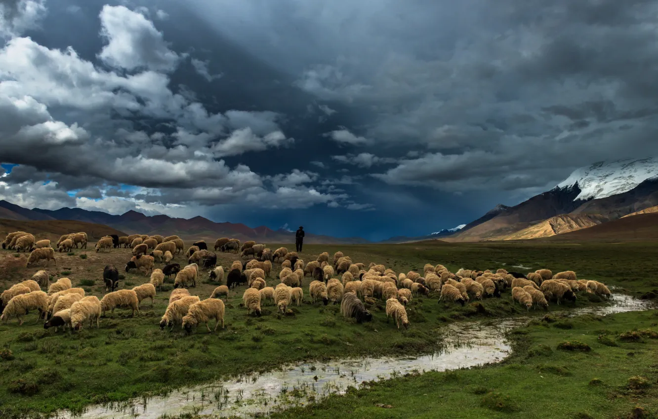Photo wallpaper field, nature, river, sheep