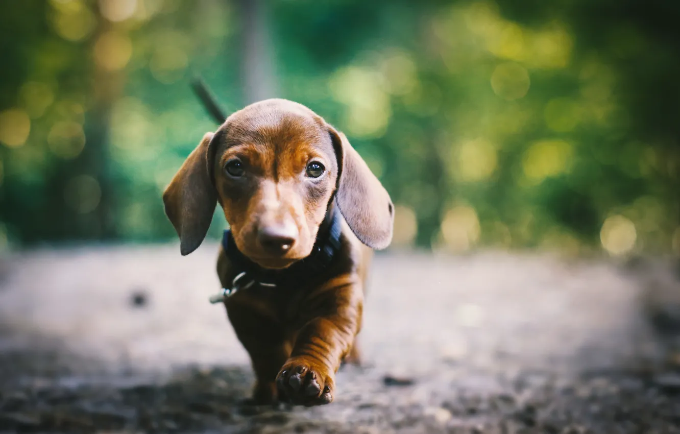 Photo wallpaper look, each, dog