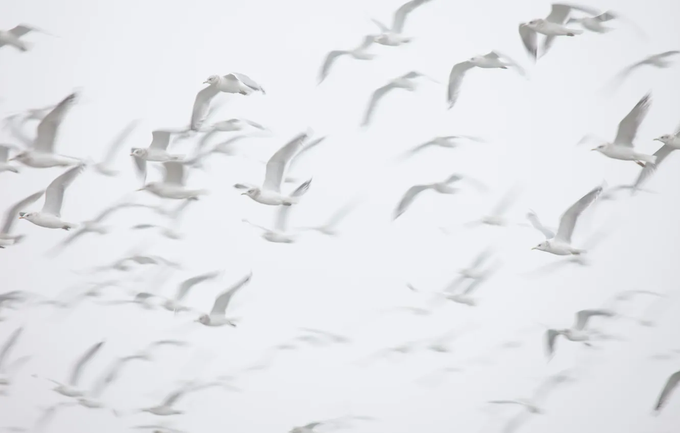 Photo wallpaper the sky, flight, seagulls, a flock of birds
