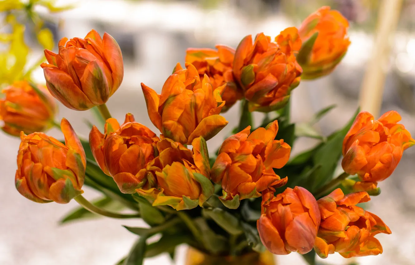 Photo wallpaper flowers, orange, tulips, buds