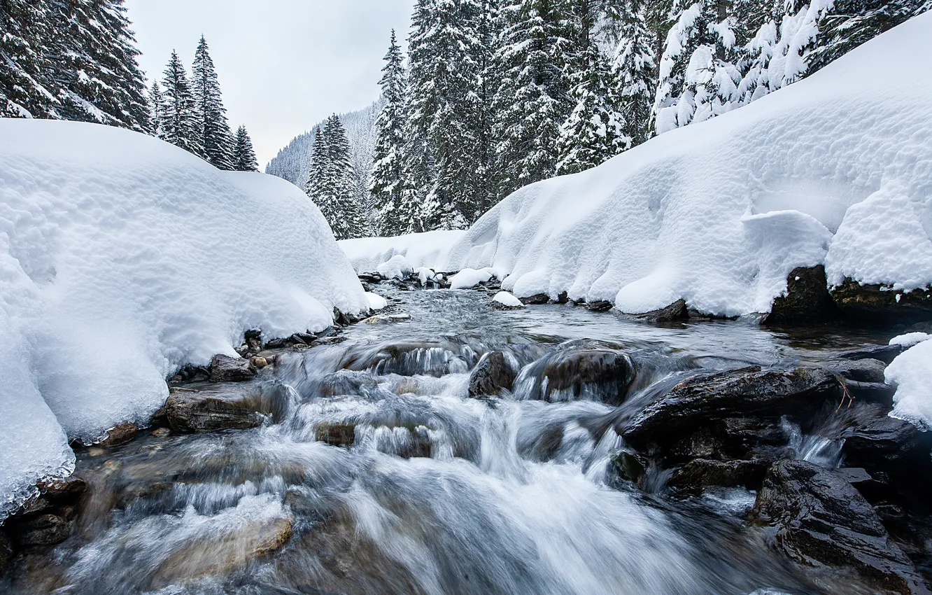 Photo wallpaper winter, snow, trees, landscape, river, tree, forest, river