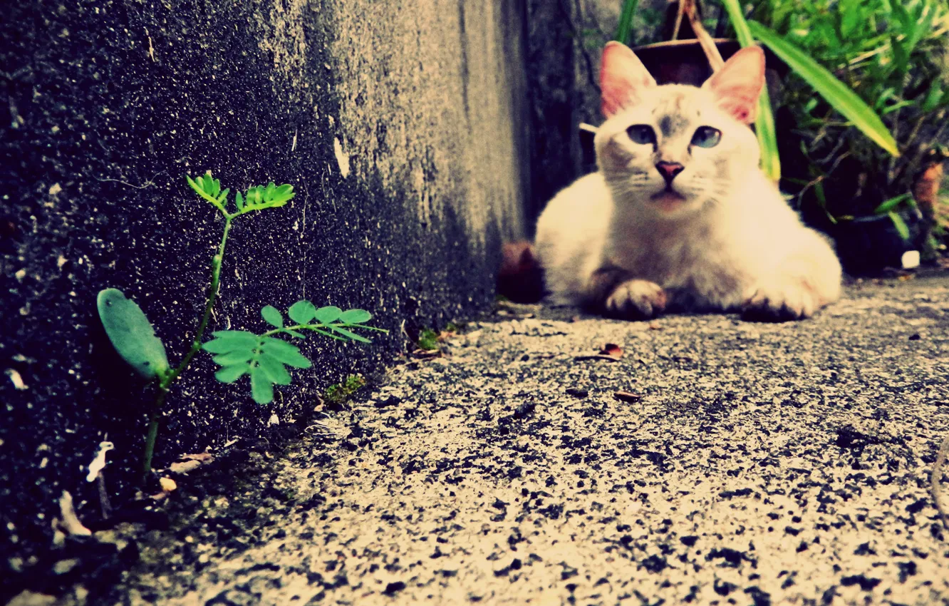 Photo wallpaper grass, cat, cat, animal, pet